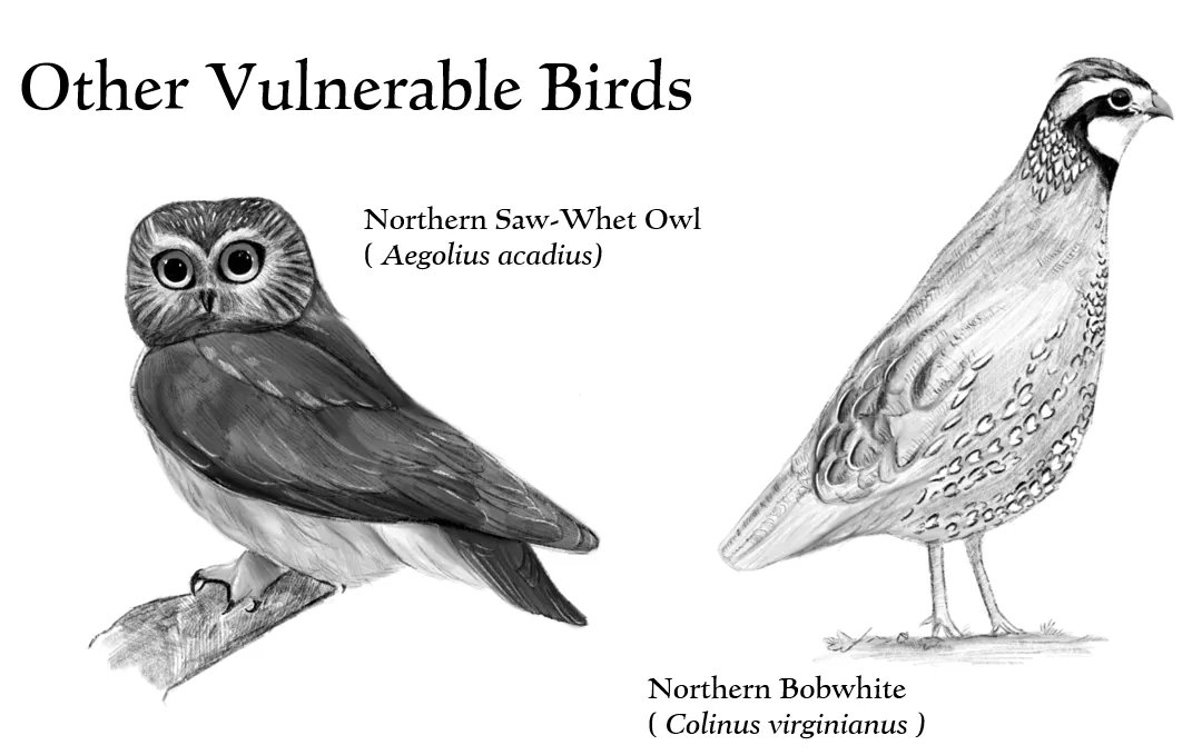 SENIOR PROJECT SPOTLIGHT: Environmental Science student Jack Sacca, of #Belmont, illustrated species of New England birds that are susceptible to the effects of climate change. Jack drew all of the illustrations himself. buff.ly/3LgG2eQ #MinutemanHS #BirdsNewEngland