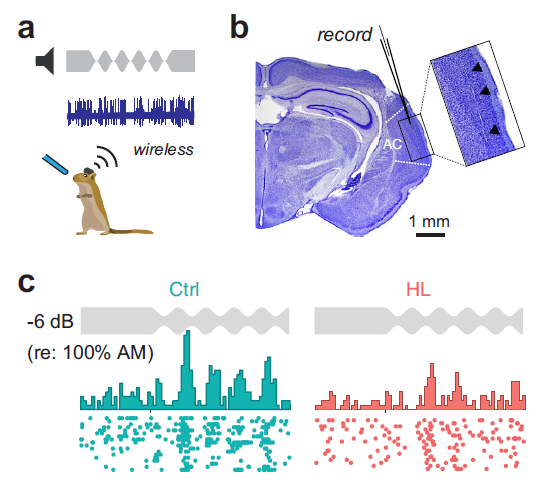 neuronexustech's tweet photo. #ScienceUpdate
@k_anbuhl & Dan Sanes lab at @nyuniversity w/ @neuronexustech 64ch probes + #dDrives, span AC tonotopic axis in adolescent gerbils w/ transient HL. Saw perceptual deficits attributed to abnormal cortical function. @NatureComms
Read more: https://t.co/muRGQCwwYN https://t.co/0yg8mCYLTy
