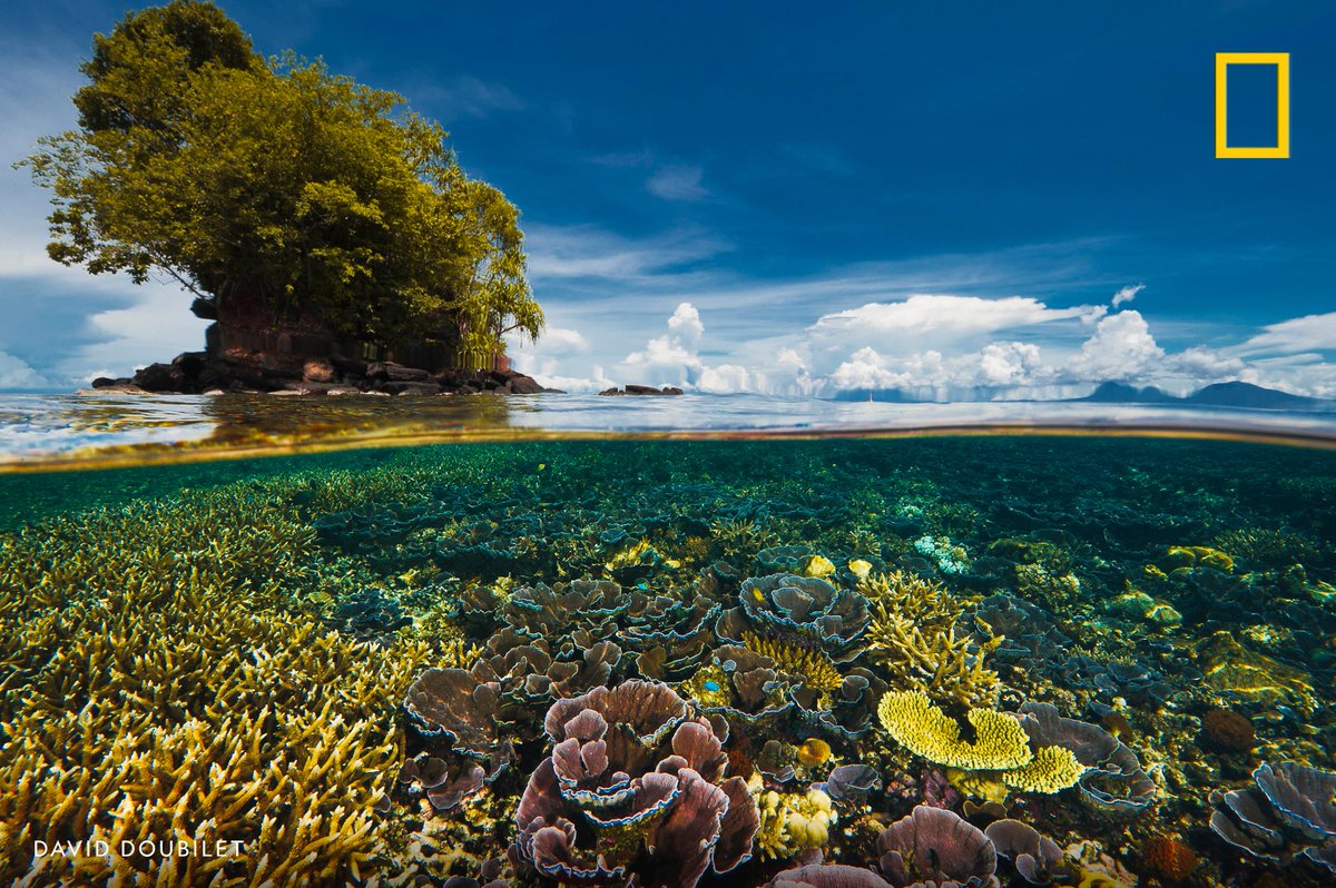 A garden of delicate coral is sheltered from storms in the lee of a nearby peninsula in Kimbe Bay, New Britain Island, Papua New Guinea.