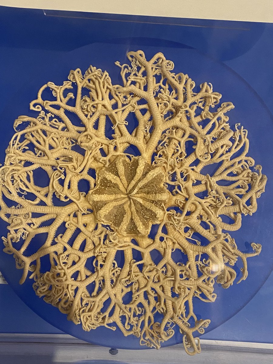 fstrata5's tweet photo. Premier arrêt: musée canadien de la nature! Il faut trouver le voleur/ la voleuse! @MuseumofNature @Jewlya_L @louisearbourfi https://t.co/KhypYIrAHN