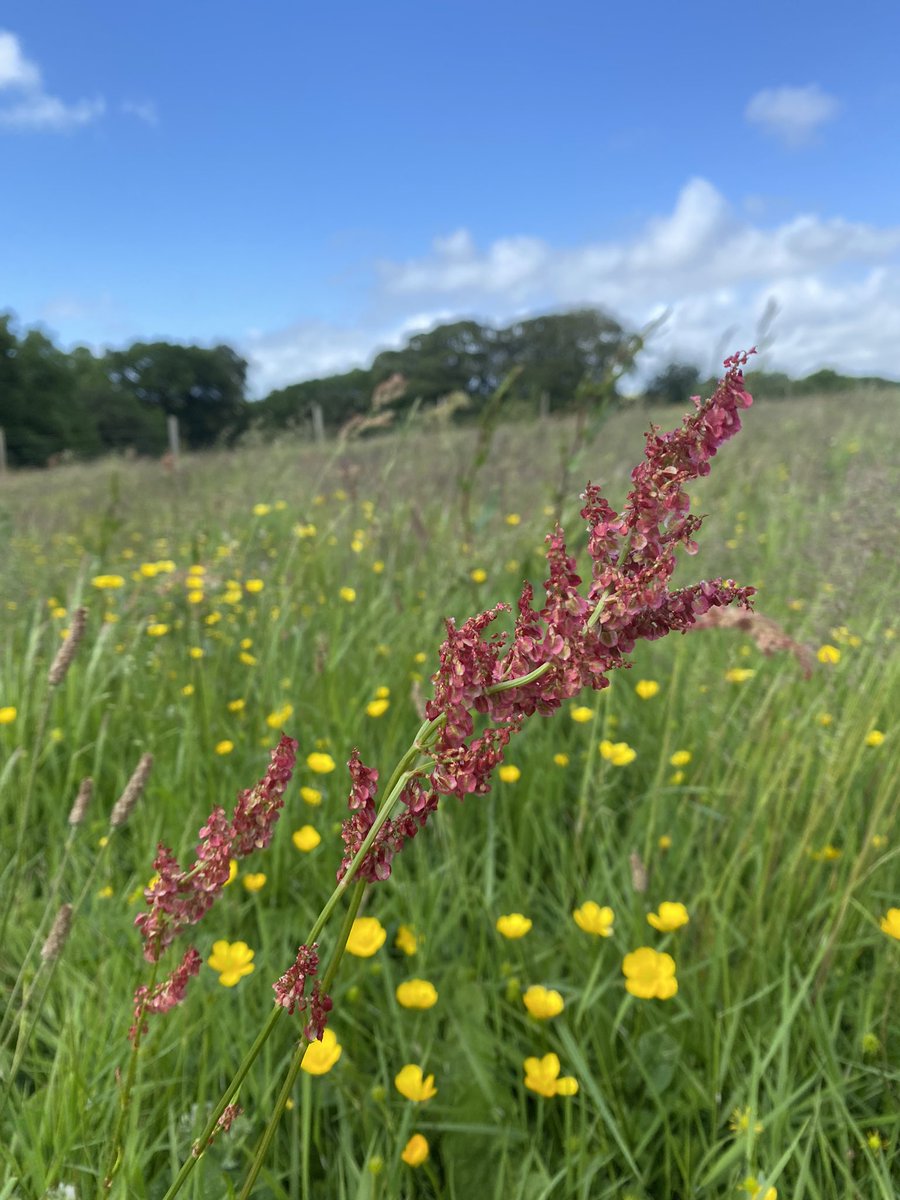 Absolutely love this #meadow on the #farm . Cut for hay late summer. Species rich grass. #organic <a href="/PledgeforNature/">Pledge for Nature</a> <a href="/NDevonBiosphere/">North Devon Biosphere</a> <a href="/SoilAssociation/">Soil Association</a>