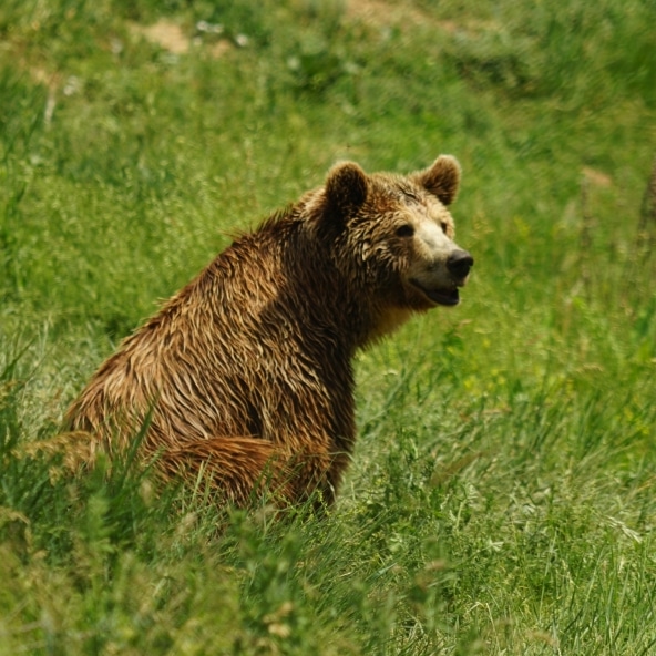 ExpeditionsLive's tweet photo. Support bears at #bearsanctuary #bear #kosovo #europe
#expedition #roadtrip #travel #tourism #overland
#adventuretime #restarttourism #traveleurope #kosovotravel
#ram5500 #ramtruck #expeditionvehicle
#expedice #czechexplorers #czechexpedition https://t.co/Mg3JTxrPzf