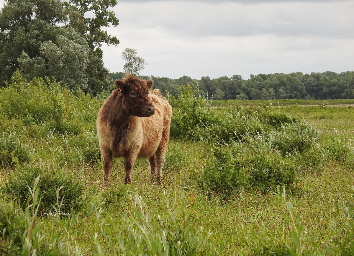 Kittydabunik's tweet photo. vandaag un heerlijk rondje langs de dieren gewandeld, #galloways #Millingen https://t.co/4o9AoZtPig