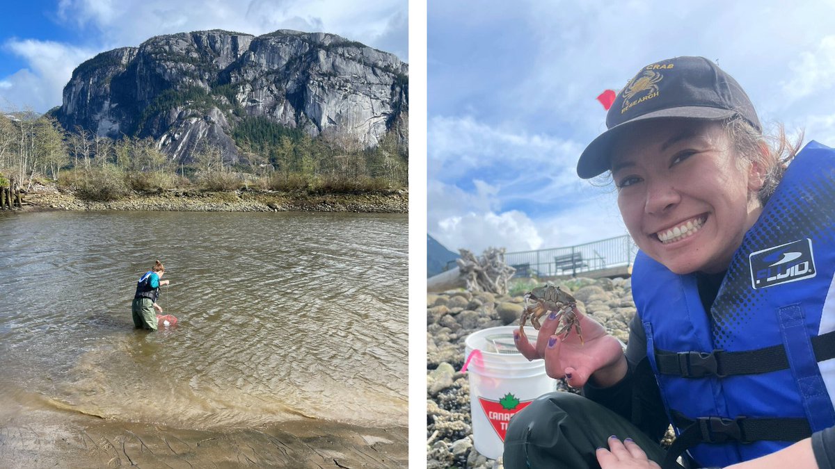 SSinvasives's tweet photo. Our Crab Teams are off to a great start 🦀 monitoring for invasive European Green Crab in Howe Sound.

So far, we've caught lots of native shore crabs, different kinds of fish, hundreds of jellyfish, and many other cool creatures!

Read all about it here:
 https://t.co/6o3Mo4NO56 https://t.co/PsEORiM51q
