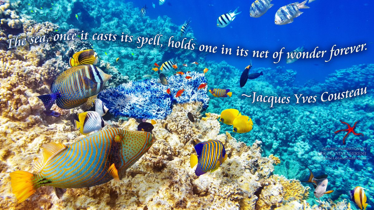 JeanineLSeremi's tweet photo. The sea, once it casts its spell, holds one in its net of wonder forever.  ~Jacques Yves Cousteau #WorldOceansDay #OceanDay #Ocean https://t.co/FAeVjGO2gL