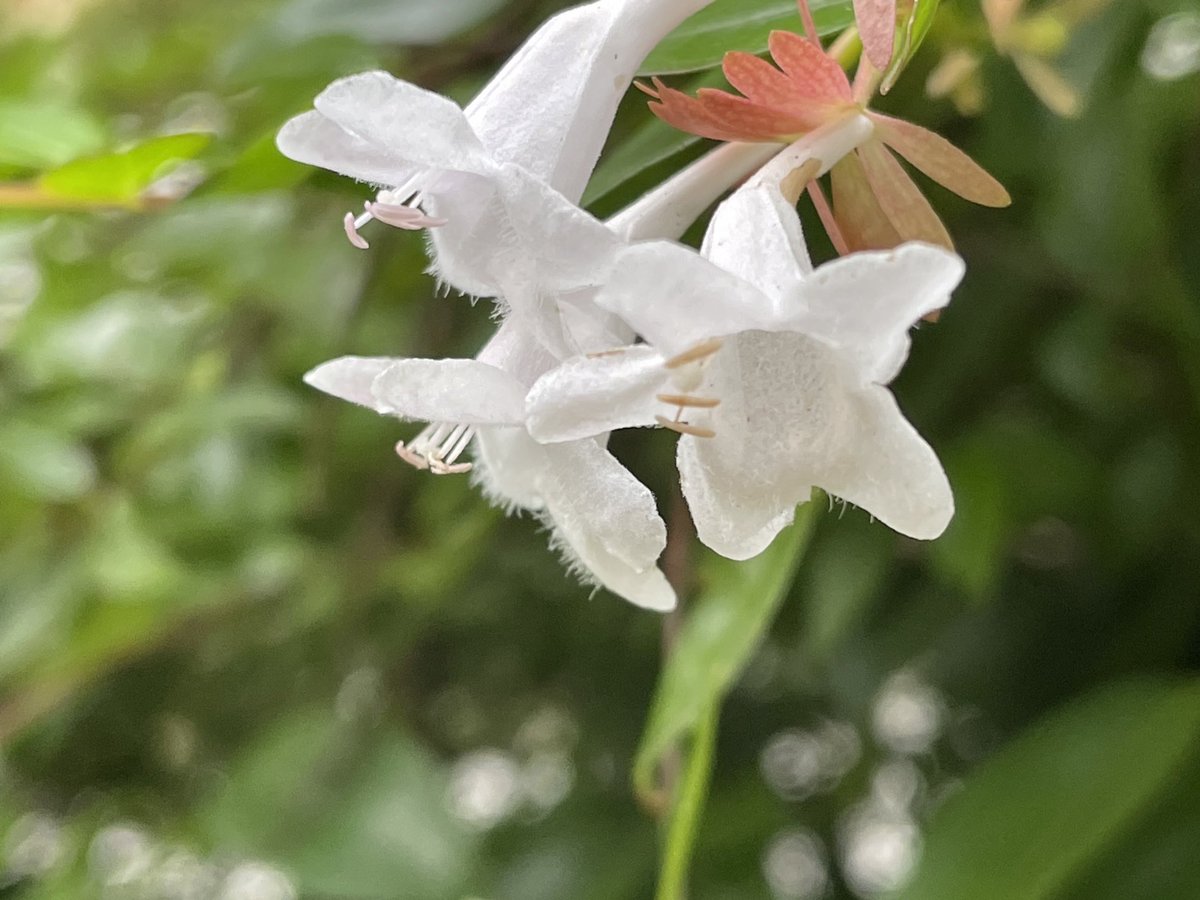 トウツクバネウツギ。
雨に濡れてます。