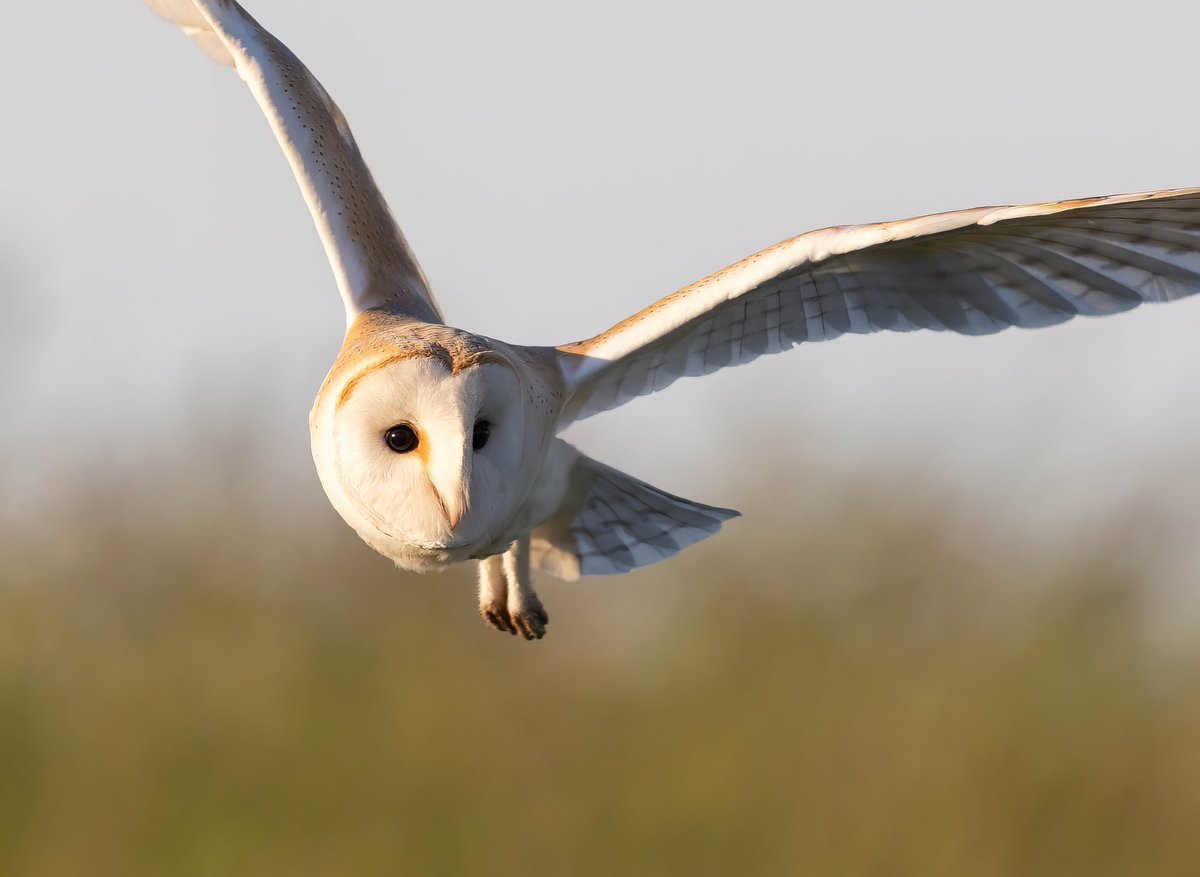 tom_wright16's tweet photo. A perfect way to end the day - a Barn Owl floating over the fields just north of the Warren. A stunning bird. #spurnbirds https://t.co/uAqryBHFYz
