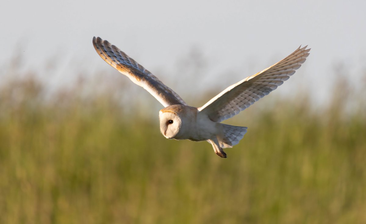 tom_wright16's tweet photo. A perfect way to end the day - a Barn Owl floating over the fields just north of the Warren. A stunning bird. #spurnbirds https://t.co/uAqryBHFYz