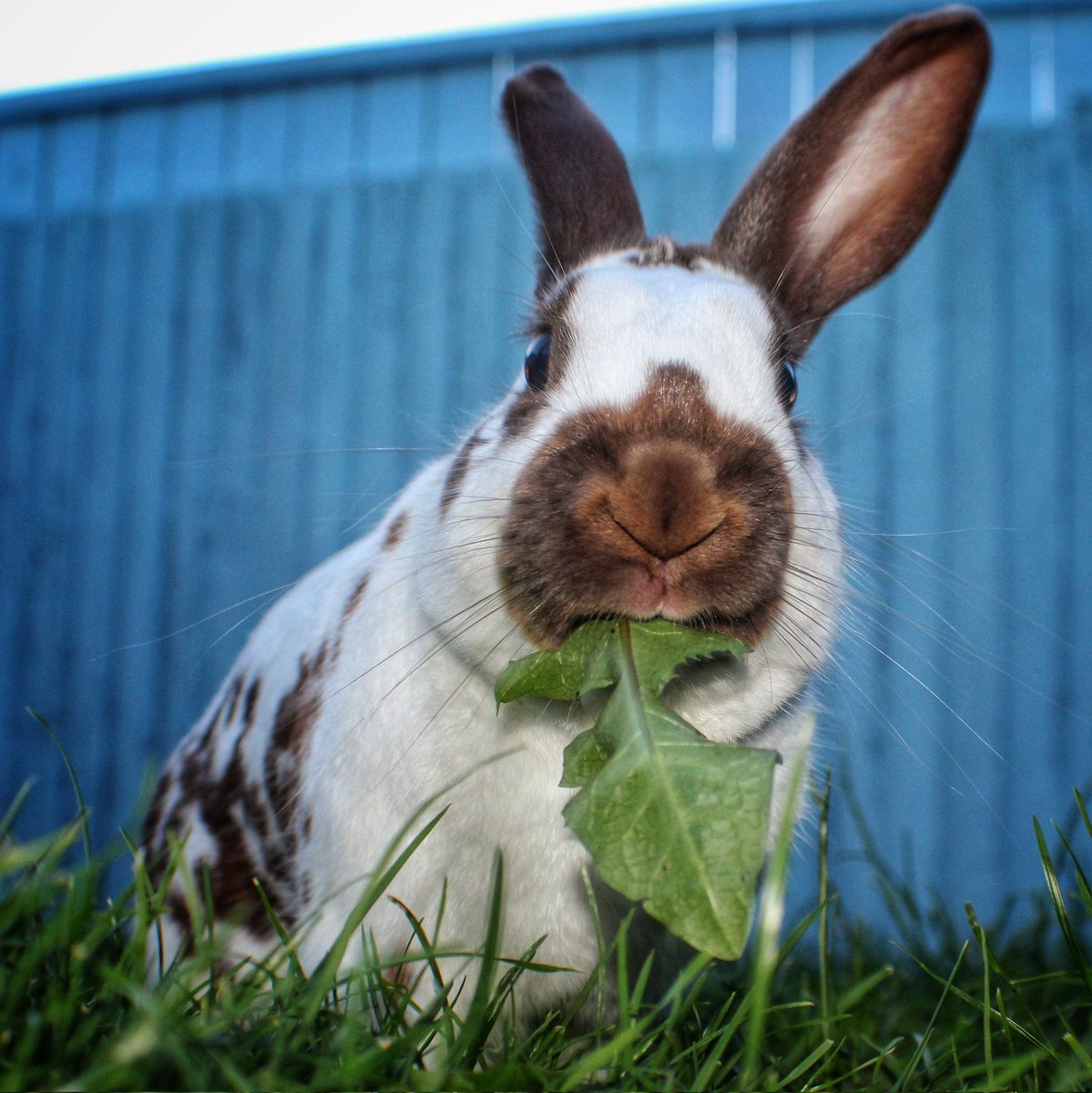 IanHonest's tweet image. Seeing as #bovril is trending, meet bovril the bunny!