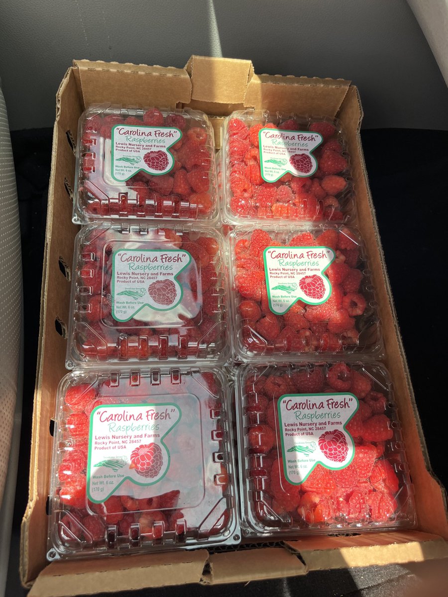 #Raspberries in June in “hot” south eastern NC? Yes This is the last week of our #Longcane trial. #graduatestudentresearch