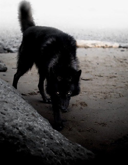 [There was an odd scent in the misty air…]