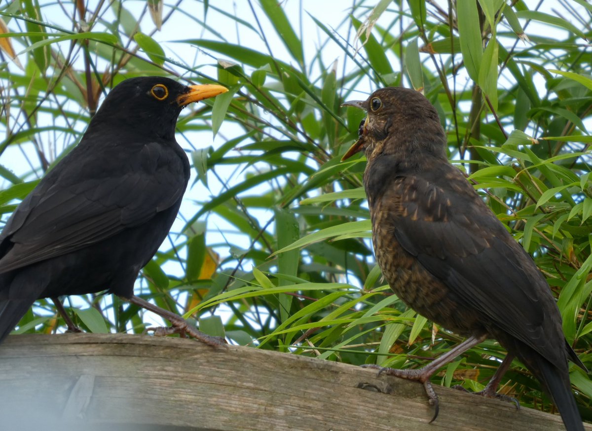 And baby came too #birds #feedthebirds #gardenfornature  #30dayswild