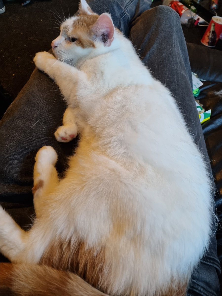 maqmadowl's tweet photo. @cupofcarliejo My baby, xx https://t.co/sZNofMrdgV