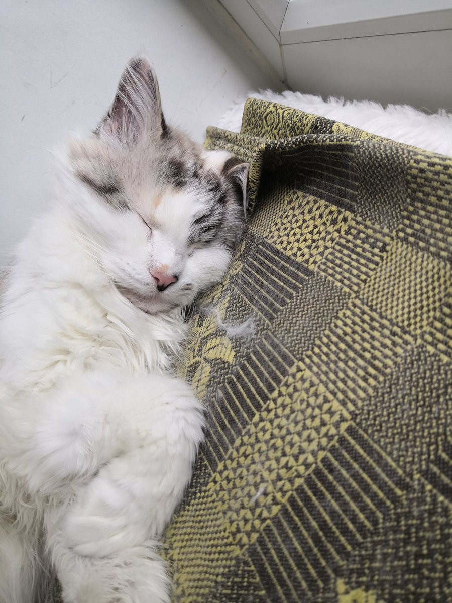 _COSMO_PRINCESS's tweet image. 