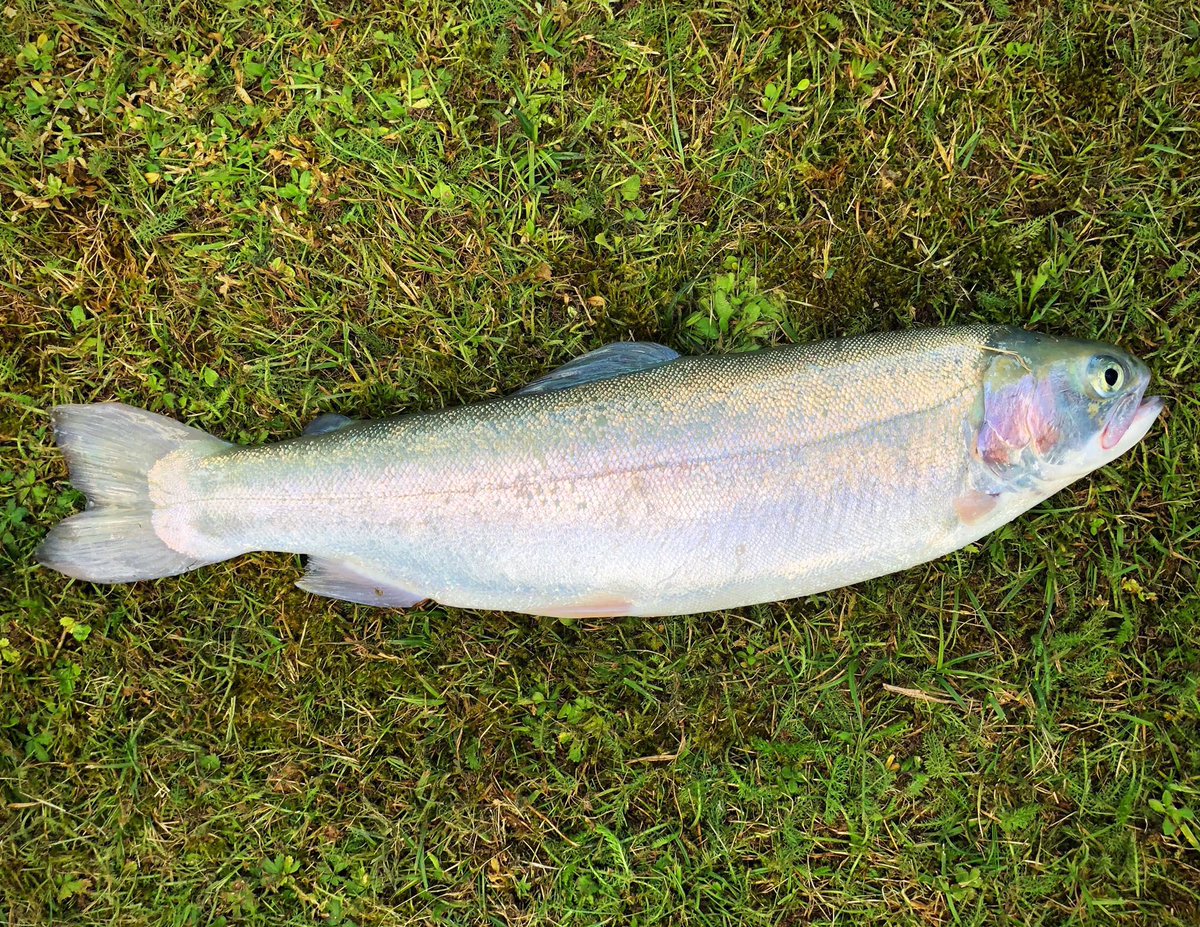 BWS Skiing tweet media