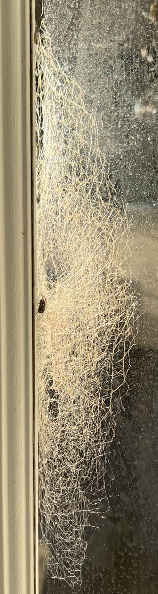 Almost full marks to ⁦<a href="/BrendenMoore29/">Brenden</a>⁩ for the Black House Spider ‘sometimes misunderstood as a funnel-web due to the funnel-like shape of the web.’ But not at all similar.⁦<a href="/austmus/">Australian Museum</a>⁩ stunning web &amp; taking out some flies at the back door!!