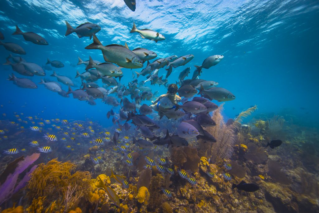 Travel Belize tweet media