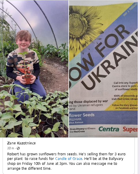 My son Robert grew 70 sunflowers from one pack of seeds and now he's selling the plants for €3 for the wonderful Charity Candle of Grace supporting families displaced by the war in #Ukraine   - if you are passing Ballyvary village, after school on Friday do pop by