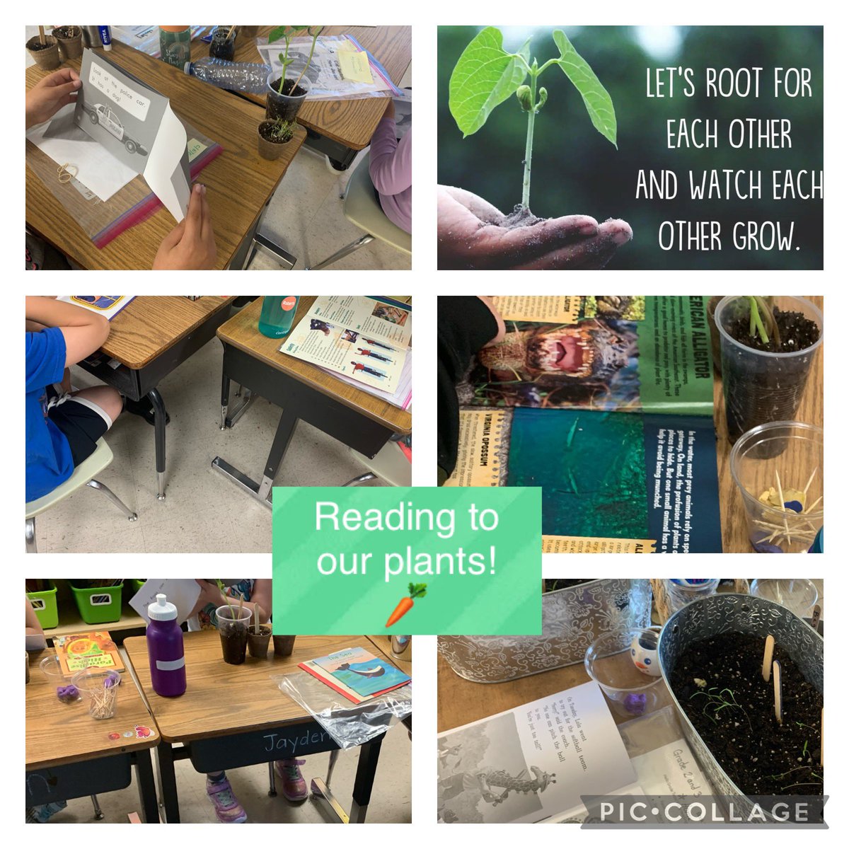 Each morning our Gr. 2/3 🐉 take time to read to our plants to help them grow! <a href="/GEDSB/">Grand Erie District School Board</a>