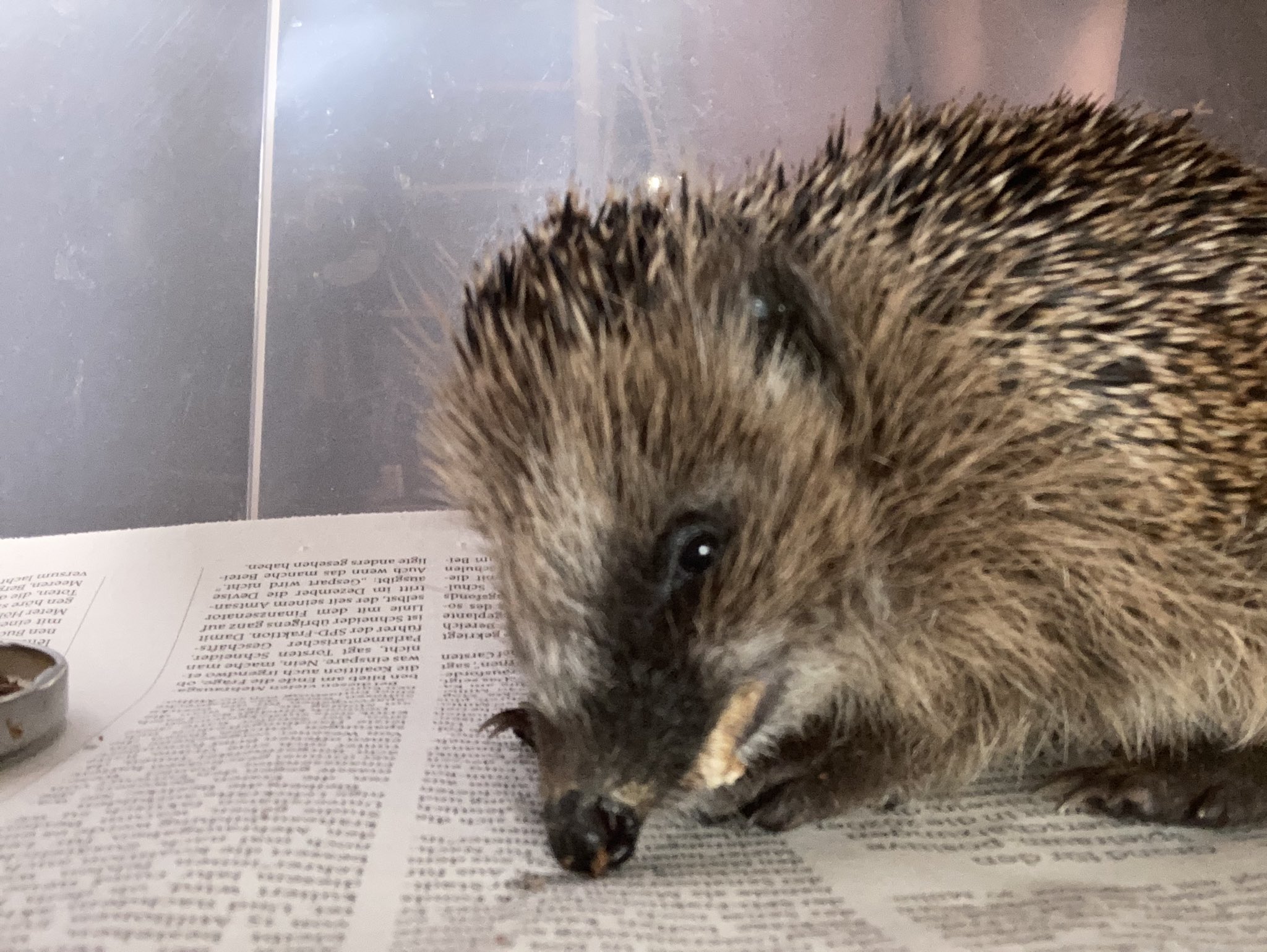 Anja Schillhaneck on Twitter "Der erste Igel der ‚neuen‘ Saison Jungigelin (geb im Herbst