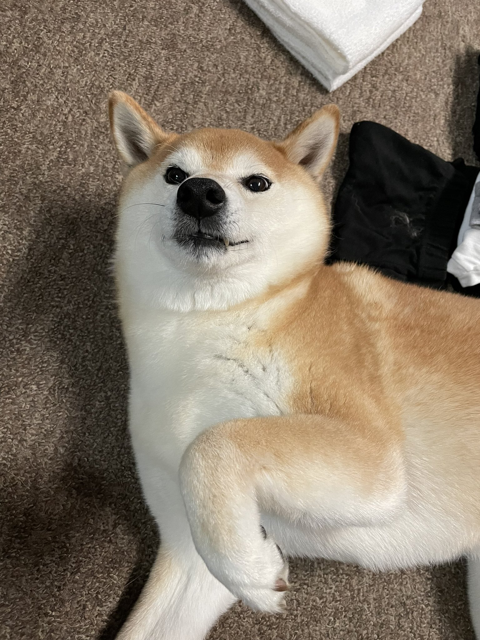 Follow 柴犬 ポム S Awawa0404 Latest Tweets Twitter
