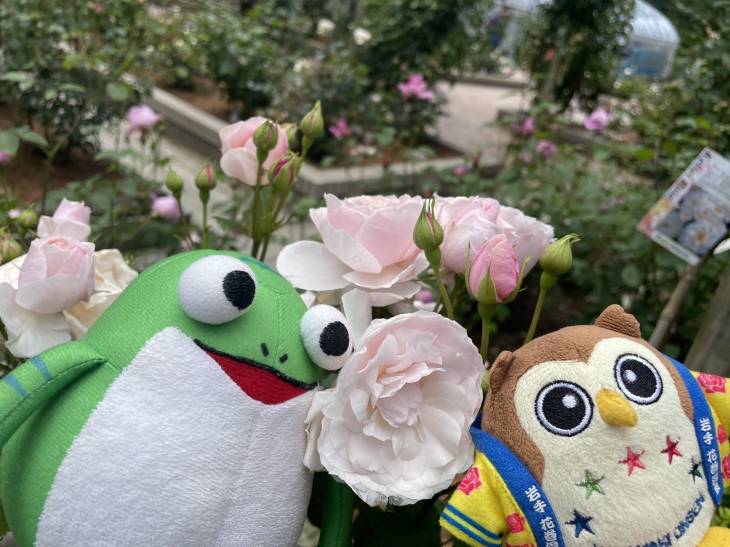 ケロ平 公式 花巻温泉バラ園 では バラまつり が3年ぶりに開催中ケロ 会場では県産肉を使った花巻温泉特製バラ カレー や大迫産ブラウンスイス牛を使ったソフトクリーム が食べられるケロ バラカレーはキッチンカーでの販売 みんなにも