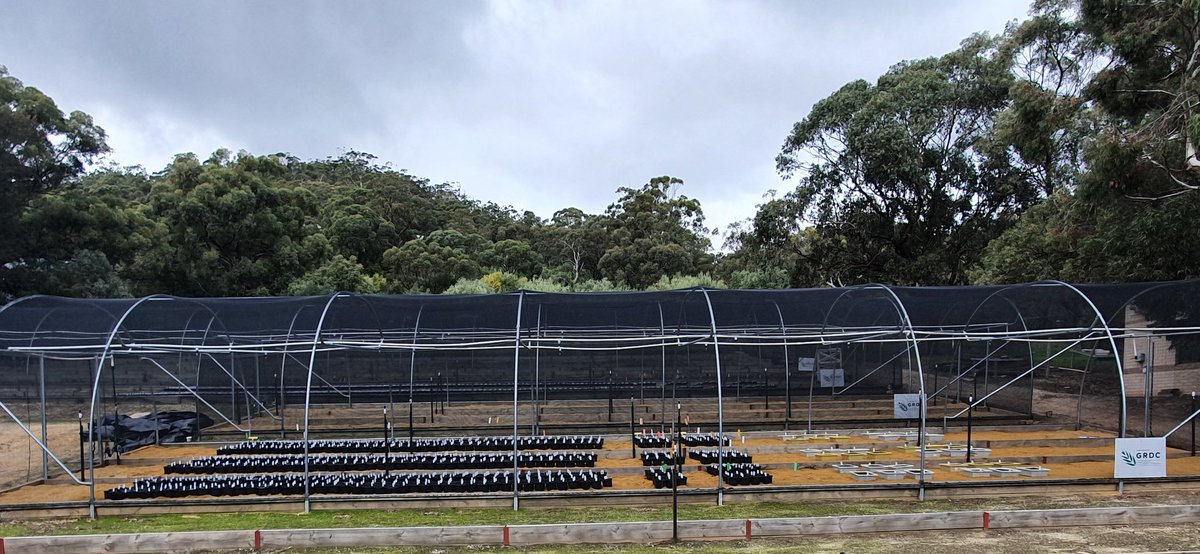 Over 4000 pots of #chickpea sown this week by SARDI <a href="/SA_PIRSA/">PIRSA</a> for Program 3 investment by @thegrdc: identify &amp; characterise novel sources of #AscochytaBlight resistance in elite lines &amp; wild cicer. <a href="/TJ_Sutto/">Tim Sutton</a> <a href="/kbhobbo/">Kristy Hobson</a>
Also for <a href="/NVT_Online/">@NVT_Online has moved to @GRDC_NVT</a> disease ratings review