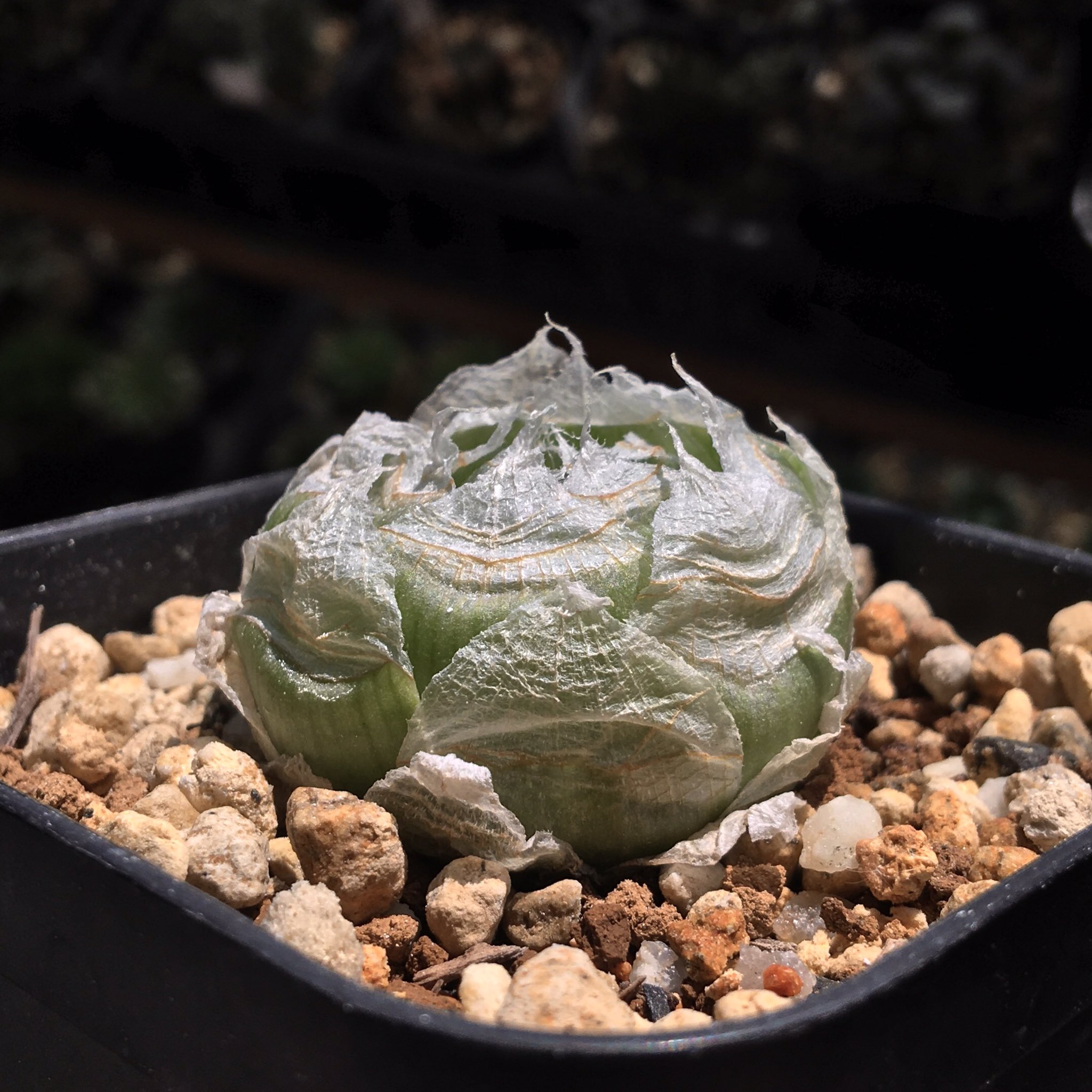 原種】 ハオルチア ロックウッディ H. lockwoodii, near Laingsburg