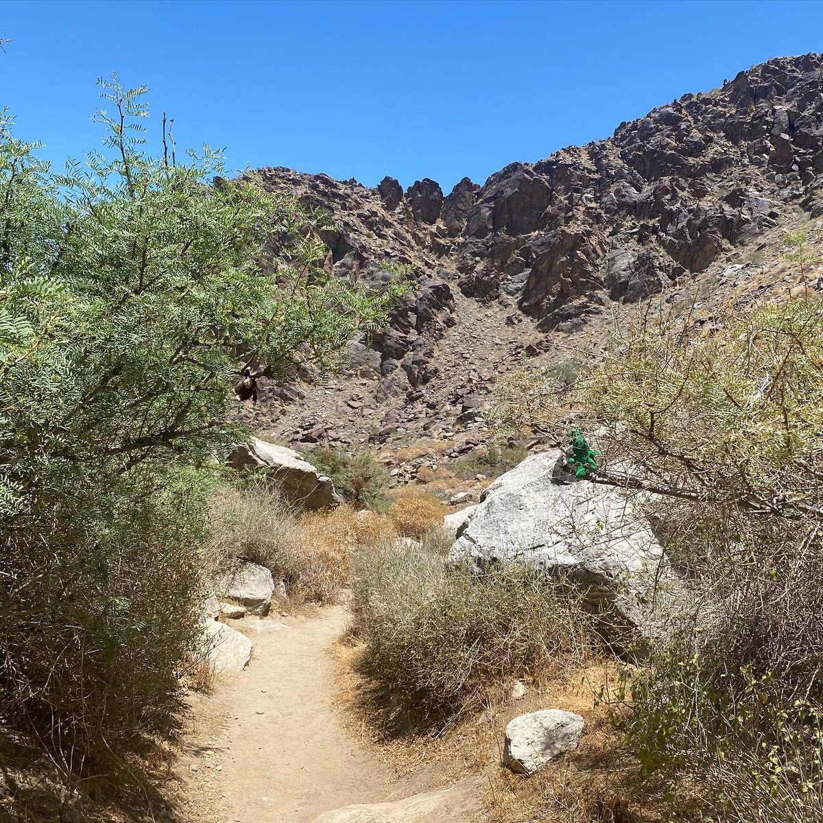 greenietravels's tweet photo. With all this 100+F desert hiking, this waterfall truly is Shangri-La!
.
.
.
#tahquitzcanyon #hiking #nature #bighorns #tadpoles #frogs #waterfall #waterfallhike #shangrila #losthorizons #aquacalientebandofcahuillaindians #greeniedoespalmsprings https://t.co/thktijyRsb