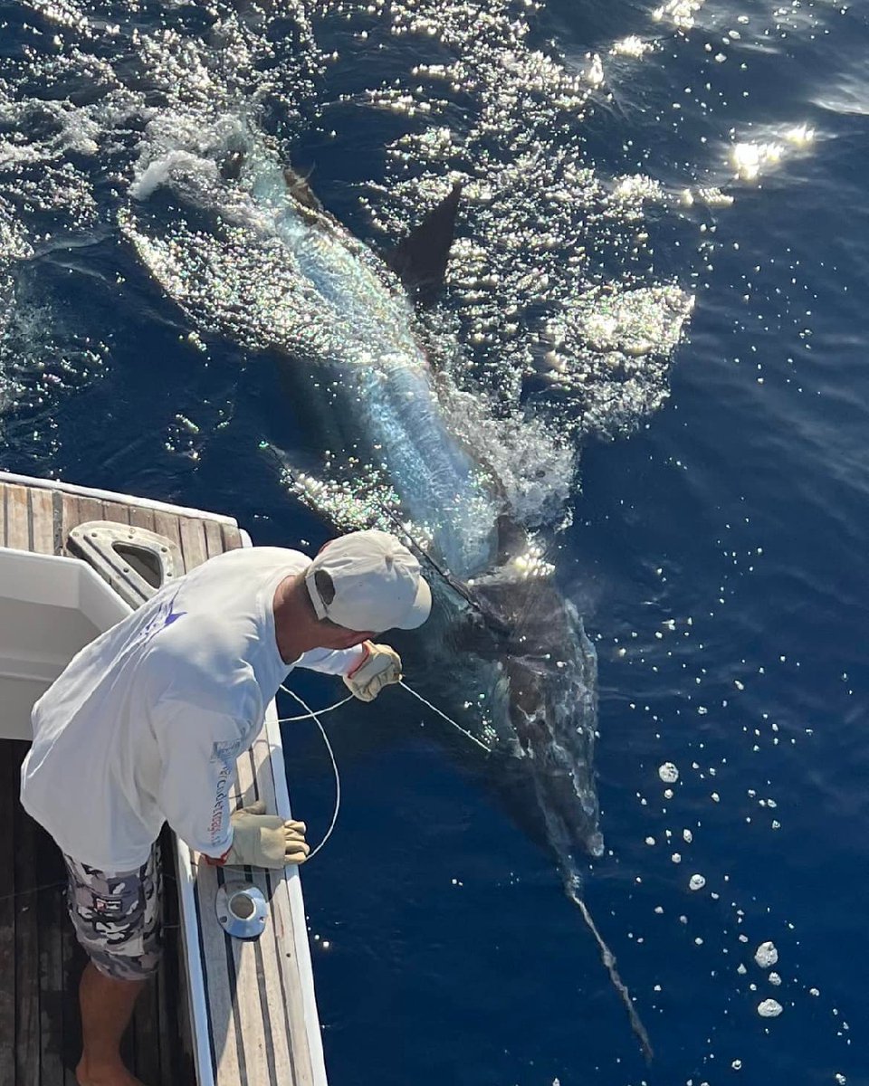 Madeira - Pesca Grossa released a Blue Marlin.