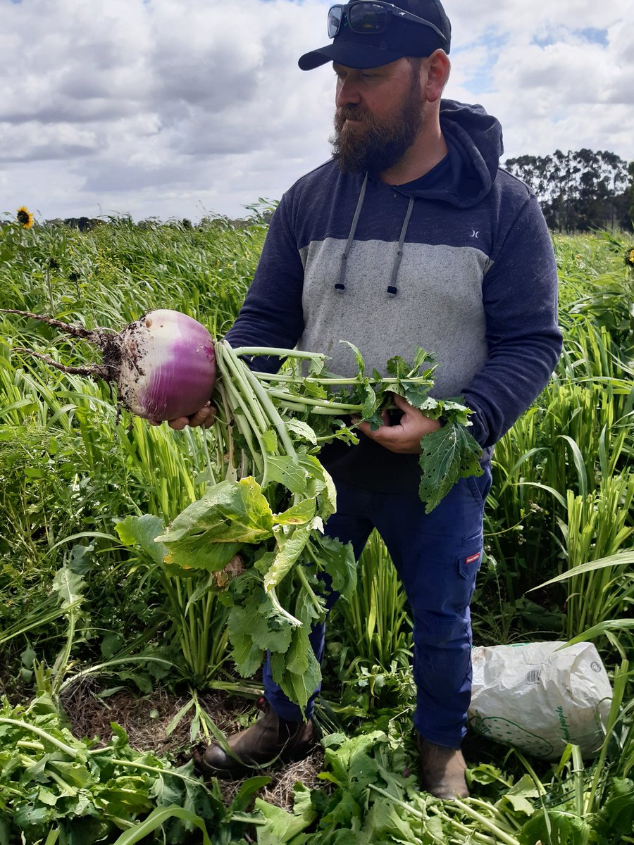 Aus Cover Cropping tweet media