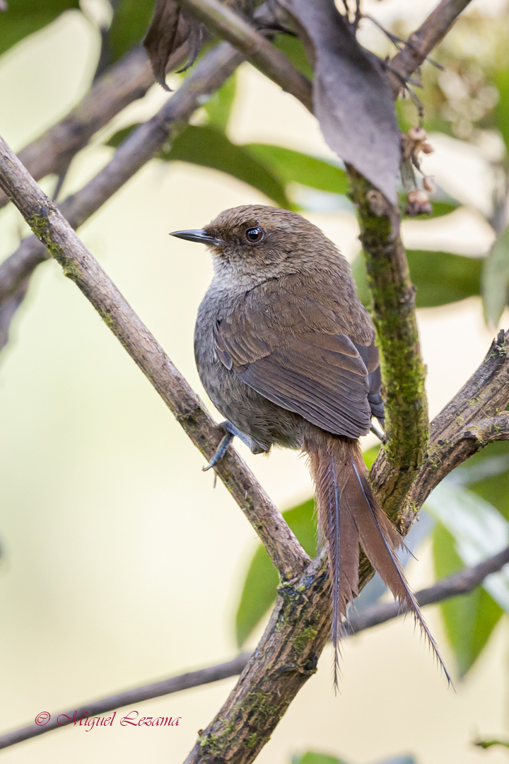 Tanager Tours tweet media