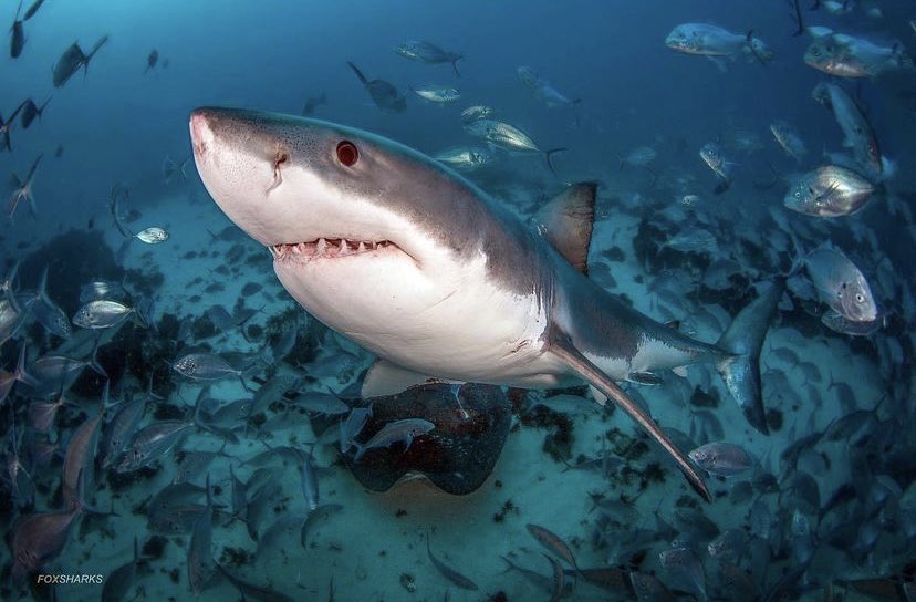 Charlie Huveneers tweet media