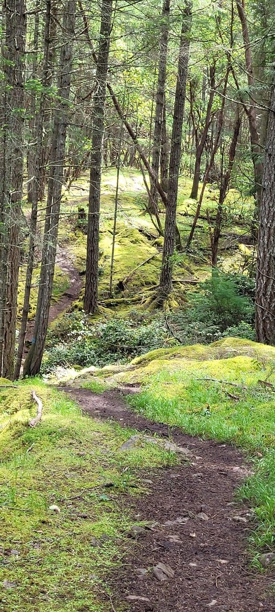 Narrow trail thru soft greens  
#woods #green #trees #nature #forest #trails