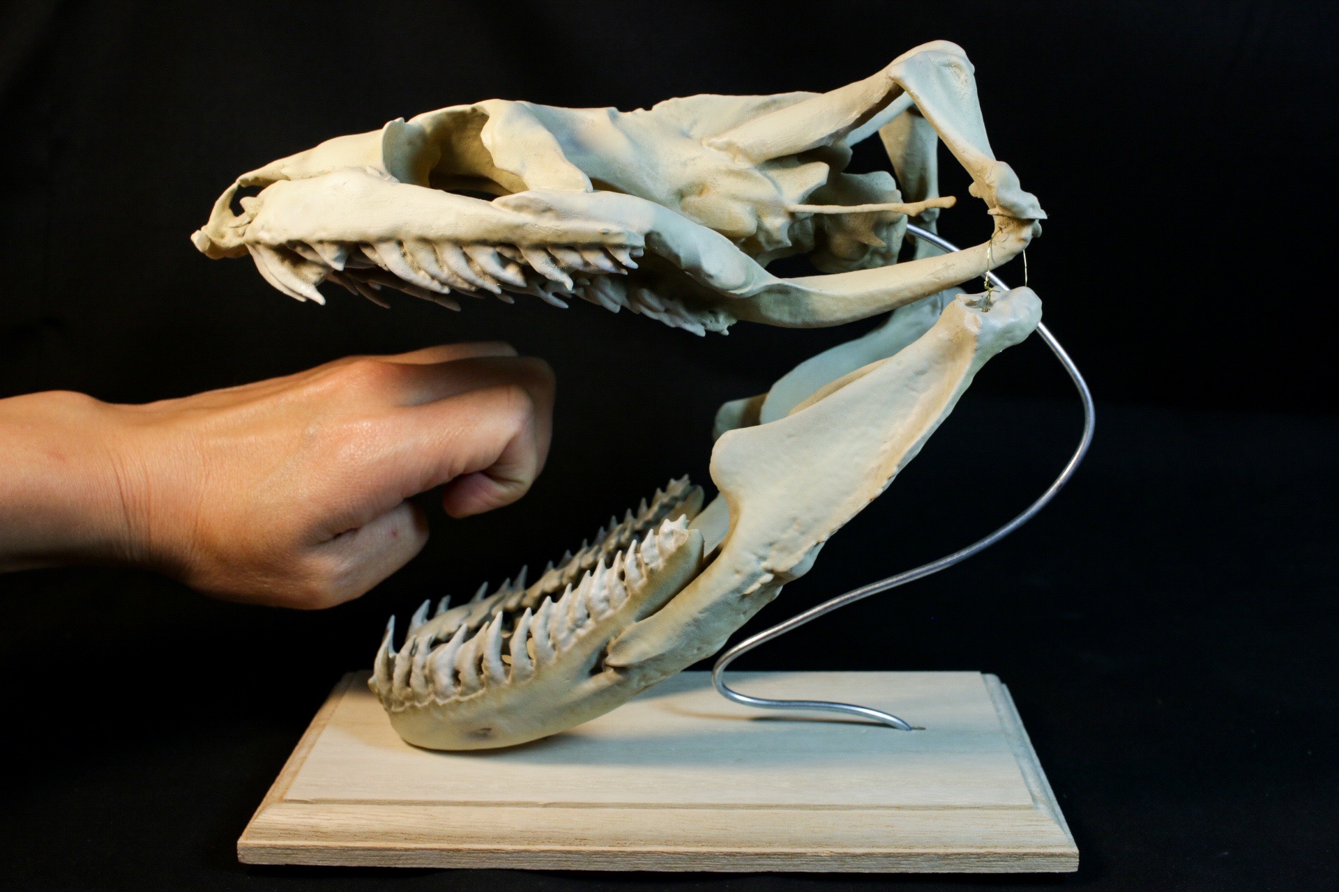 マオナガ 頭骨 マオナガ (オナガザメ) | 市場魚貝類図鑑