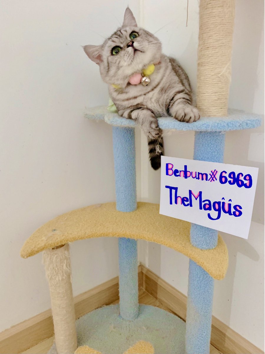 Benbbum's tweet image. @PeachLatte12 
@NotVerds 
@crystal_lyn14