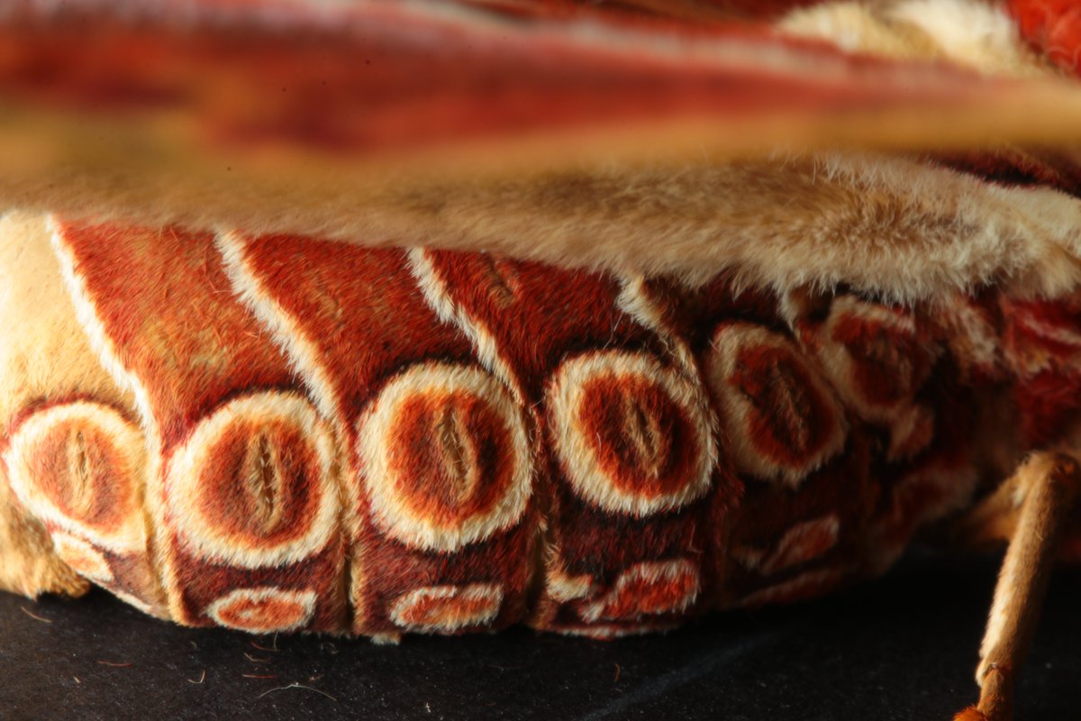 Atlas Moth is modeling for us today. #macrophoto #atlasmoth