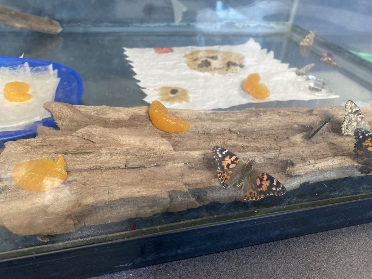 edavenport79's tweet photo. @MatsquiElem has been busy studying all kinds of lifecycles! Today we released our 🦋… Along with @megswiebe and @TammySiganakis our classes have been observing and learning about the process of metamorphosis. What a great day to send these beauties on their way. #abbyschools https://t.co/rc5dhYHy0Q