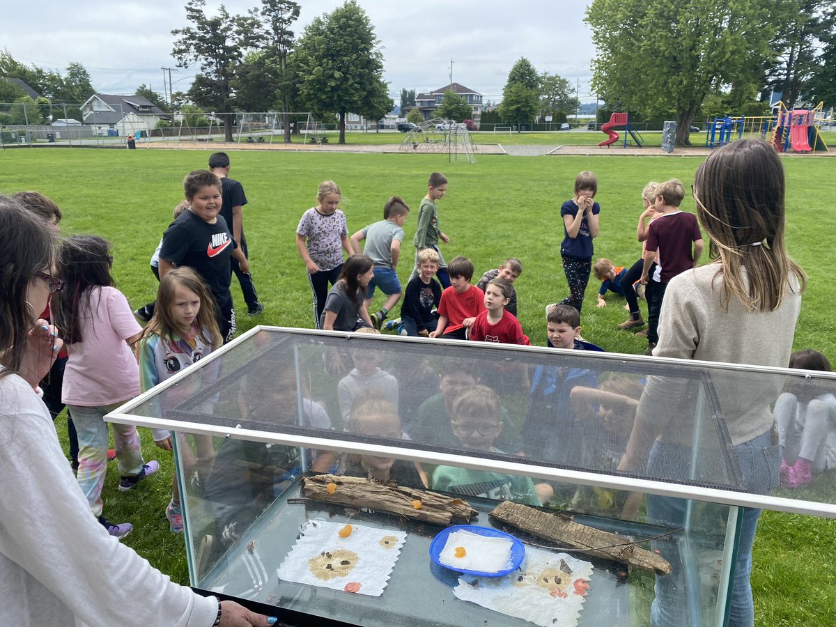edavenport79's tweet photo. @MatsquiElem has been busy studying all kinds of lifecycles! Today we released our 🦋… Along with @megswiebe and @TammySiganakis our classes have been observing and learning about the process of metamorphosis. What a great day to send these beauties on their way. #abbyschools https://t.co/rc5dhYHy0Q