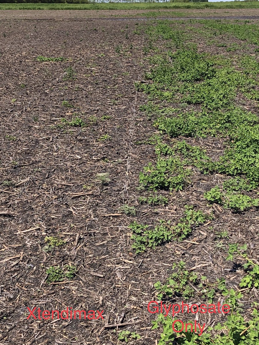 Great shot of what #Xtend #soybean system can do.  Field was soybeans last year. Headland was just Glyphosate alone to create a buffer.  Inside was treated with Glyphosate &amp; Xtendimax.  #UseTheTools #spray22