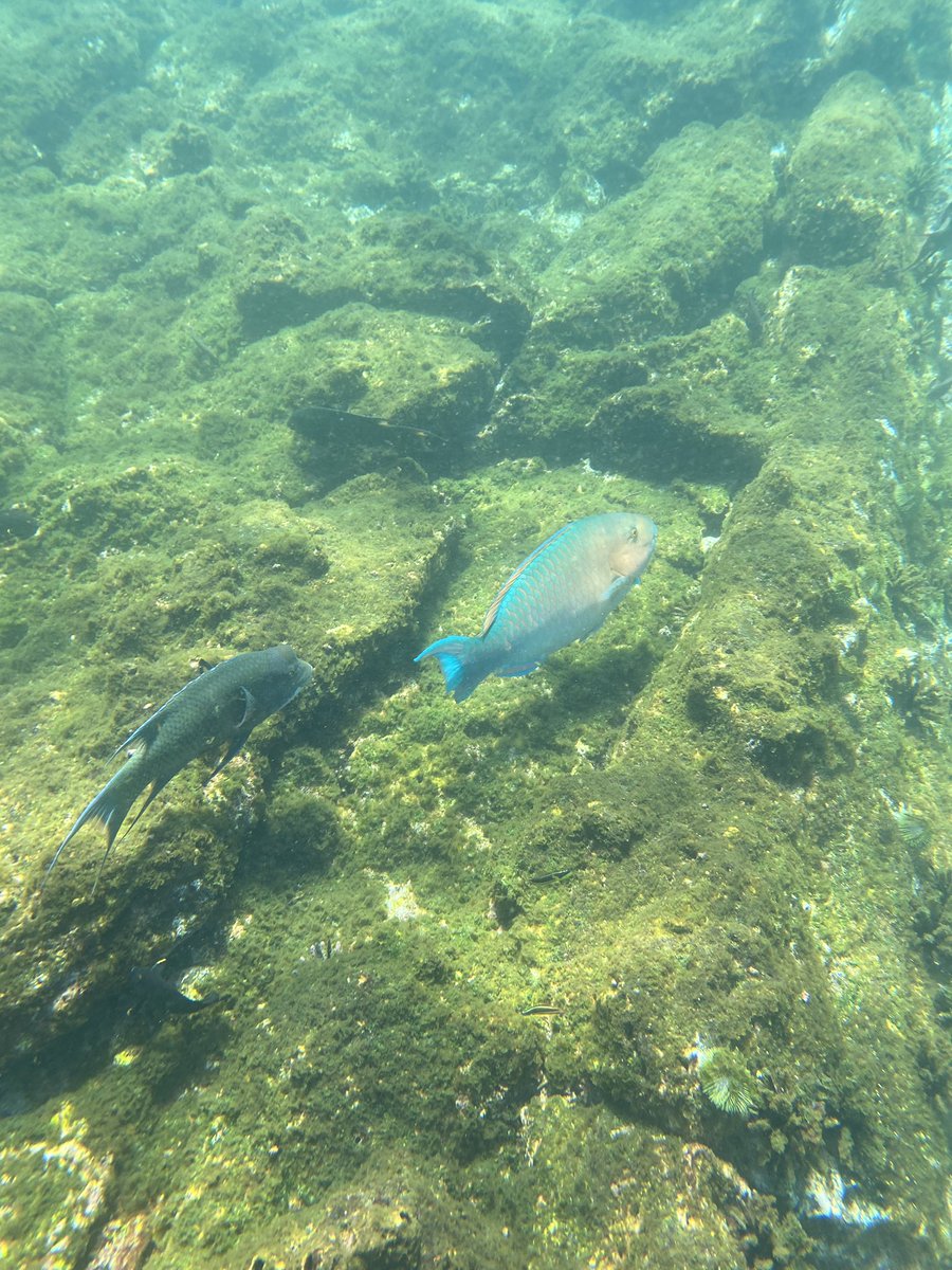 SquidneyAddison's tweet photo. Happy #WorldOceansDay!!! 🌊🥳🌊 I have been loving every moment in the Galápagos so far, including my snorkeling trip this morning to collect algae for @Midwst_Mariner’s respirometry experiments. Check out some of the other cool species we saw 😌 https://t.co/I2NYhS9TKG
