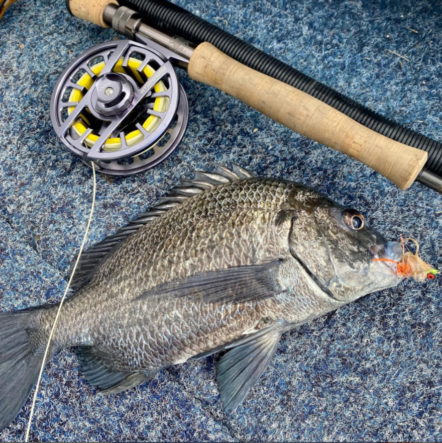 Saltwateronfly's tweet photo. NIce photo, good looking catch
@phil_bones_fishing
Caught a bream! Woo Hoo! #flyfishing #saltwaterflyfishing #bream #pikeybream #sightcasting #orvisflyfishing #fnq #fnqfishing #fishingfnq #seaolivenewell https://t.co/GXTuVwH6bX