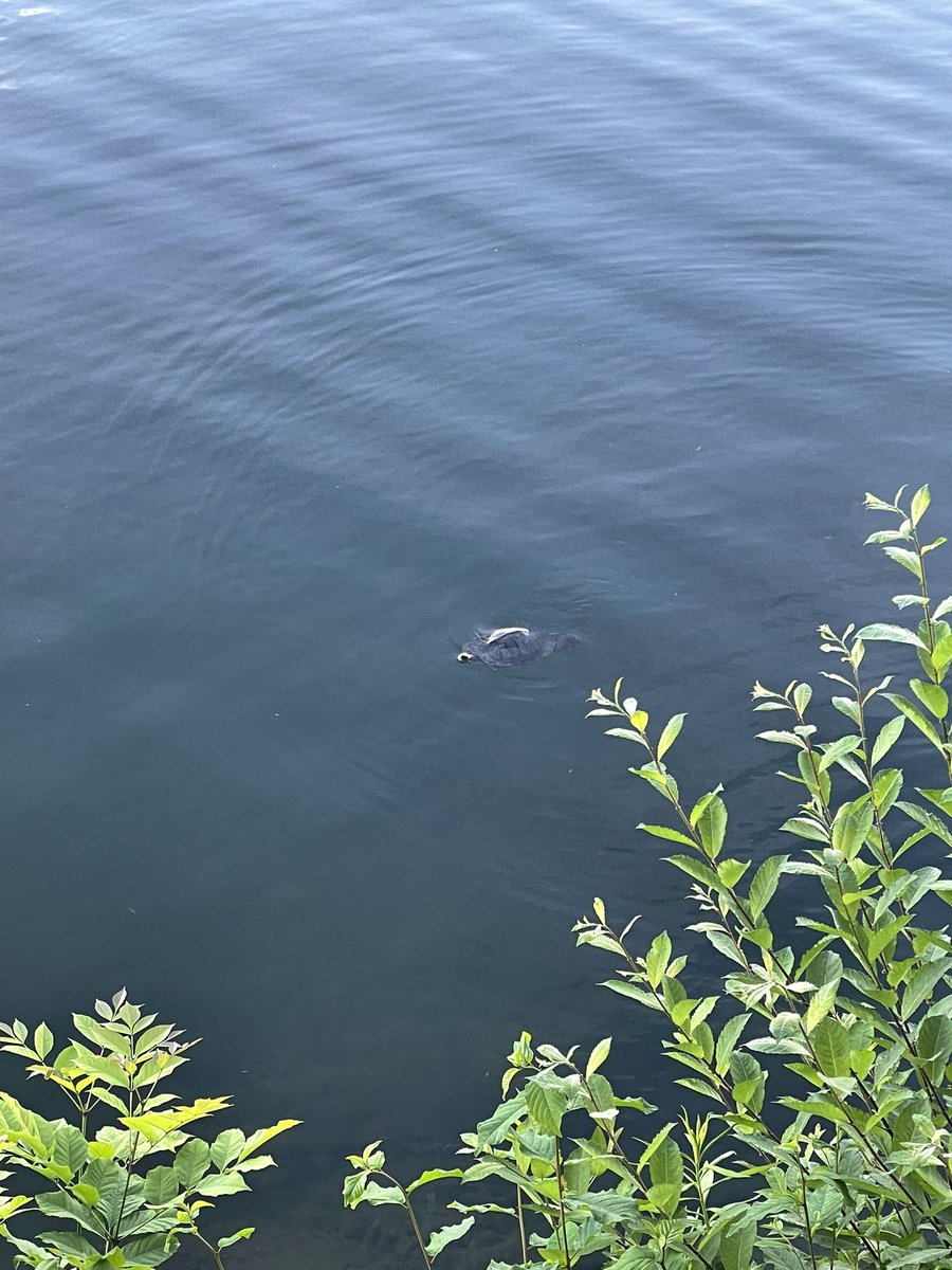 here is a picture of a turtle