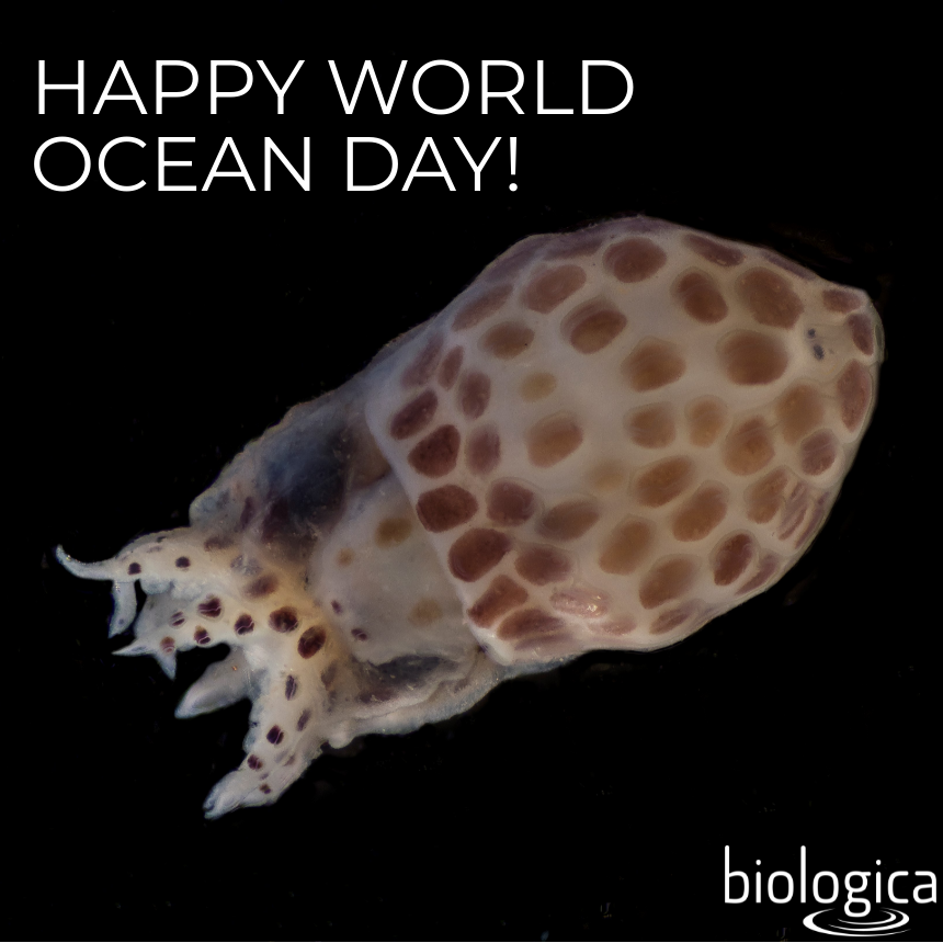 biologicabc's tweet photo. Happy World Ocean Day!

📷 Pelagic juvenile Octopus rubescens (East Pacific red octopus) by Anne Fearon-Wood

#WorldOceanDay #biologicabc https://t.co/O7DLosDTzR