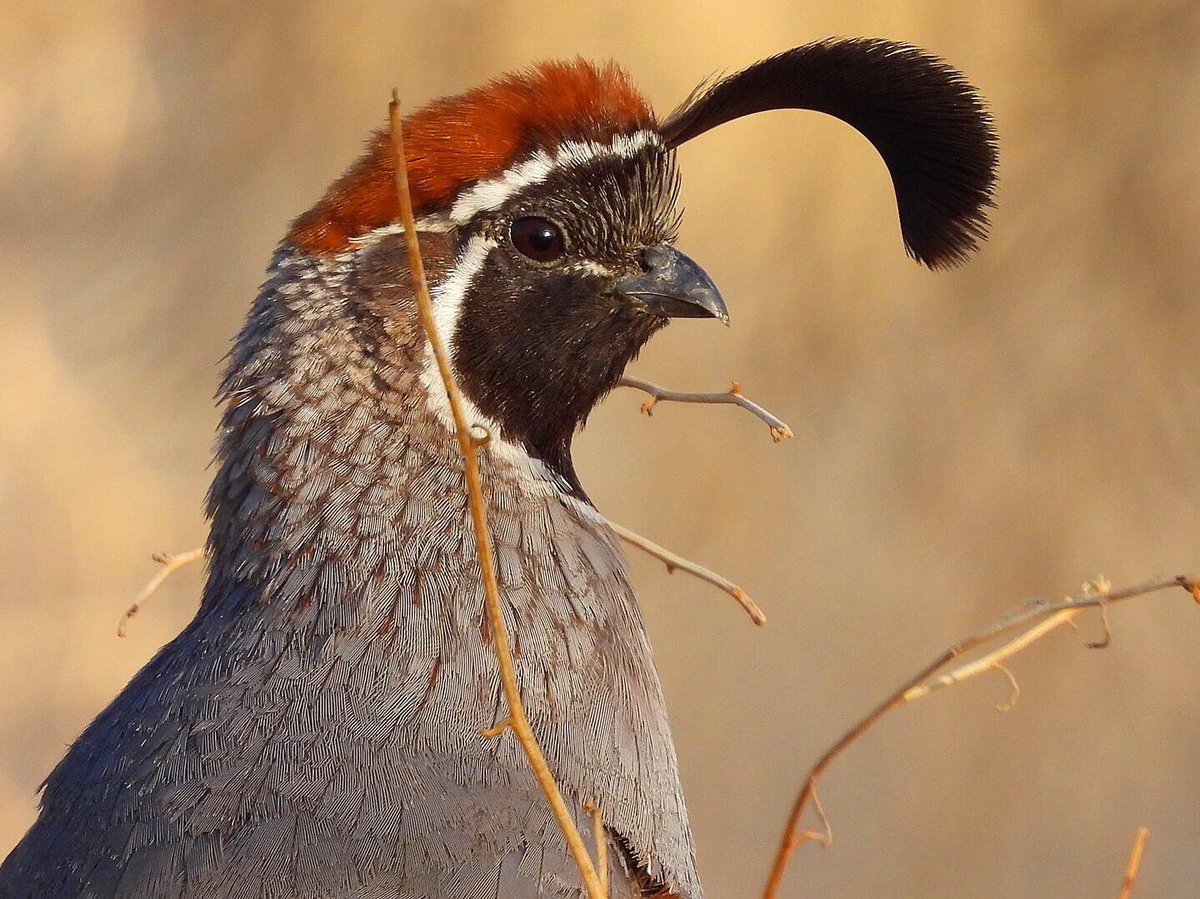 Random Gambel’s Quail expressing disbelief in everything about you.