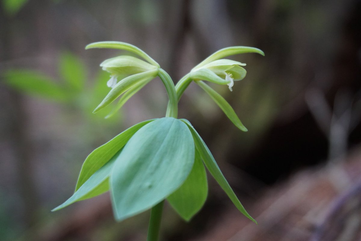 Great news!! A population of the endangered orchid small whorled pogonia (Isotria medeoloides) has been found in VT after it was thought to be extinct in the state for over 100 years 🤩 vtfishandwildlife.com/newsroom/feder…