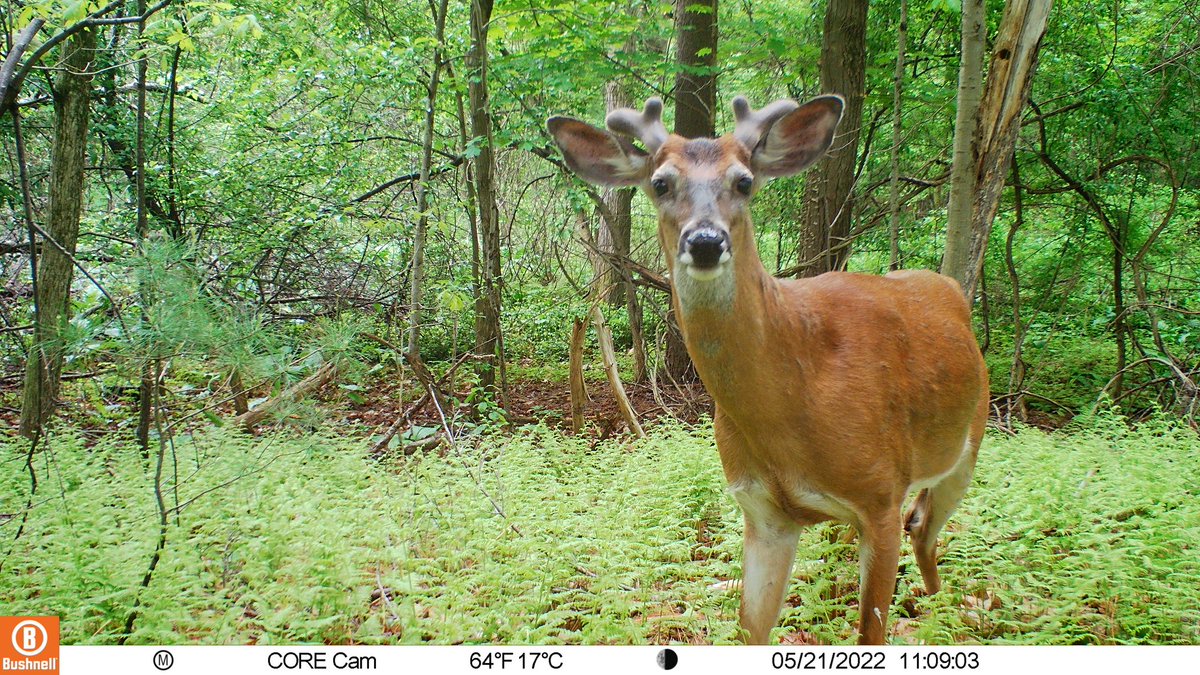 Busy days &amp; nights in suburbia! Last month we deployed trail cameras across the district and we just started collecting our images. 8 mammal species so far, including some unanticipated residents. Here’s a sampling of my favs #snapshotCPS #SnapshotUSA
