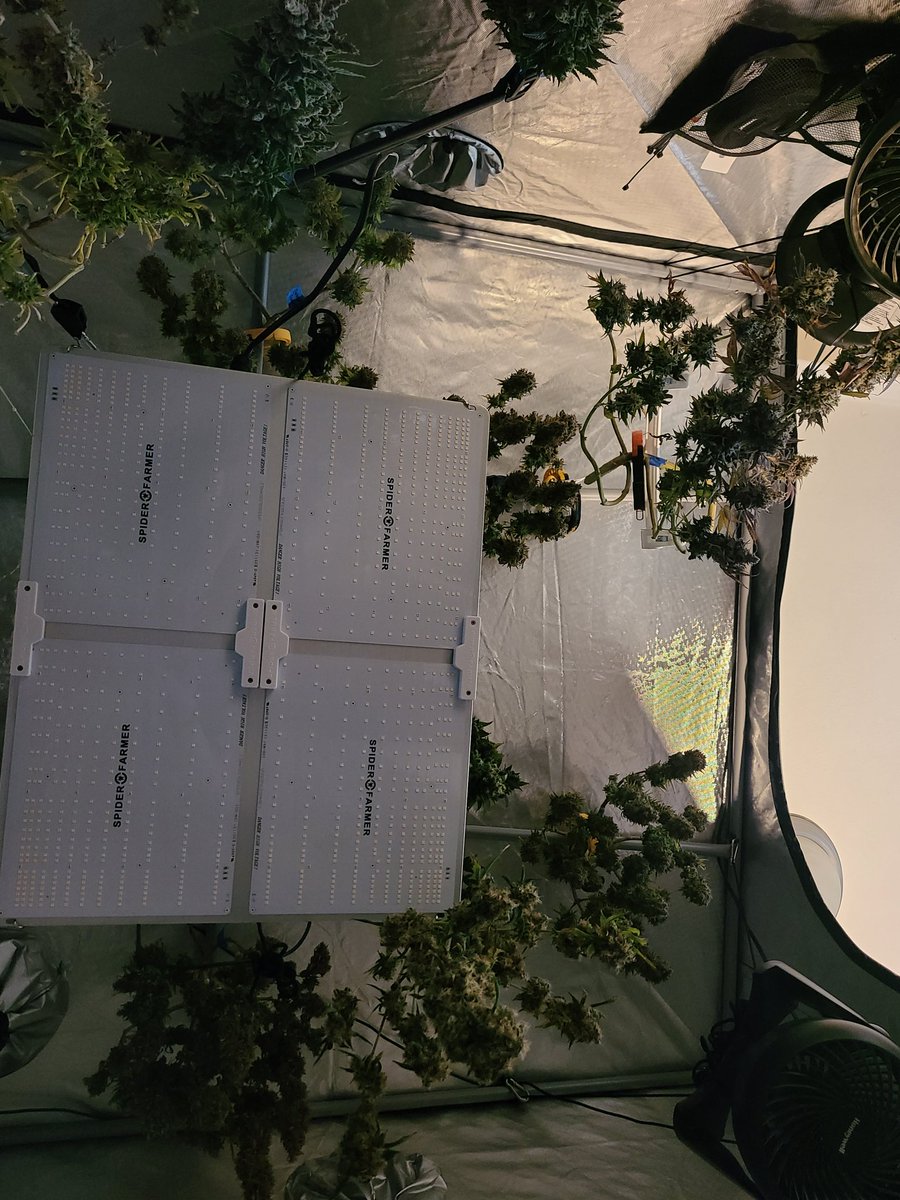 Lovin my view from the floor of my 5x5😍 10 days of dry time and were just about ready to trim✂️🔥👑💚🌬

Spider 🕷 Farmer SF4000 @spiderfarmerofficial 

Simpro formula🧪 <a href="/simproformula/">Simply Professional</a> 

💥code KUSH for 10% off at captainredbeardseeds.com💥