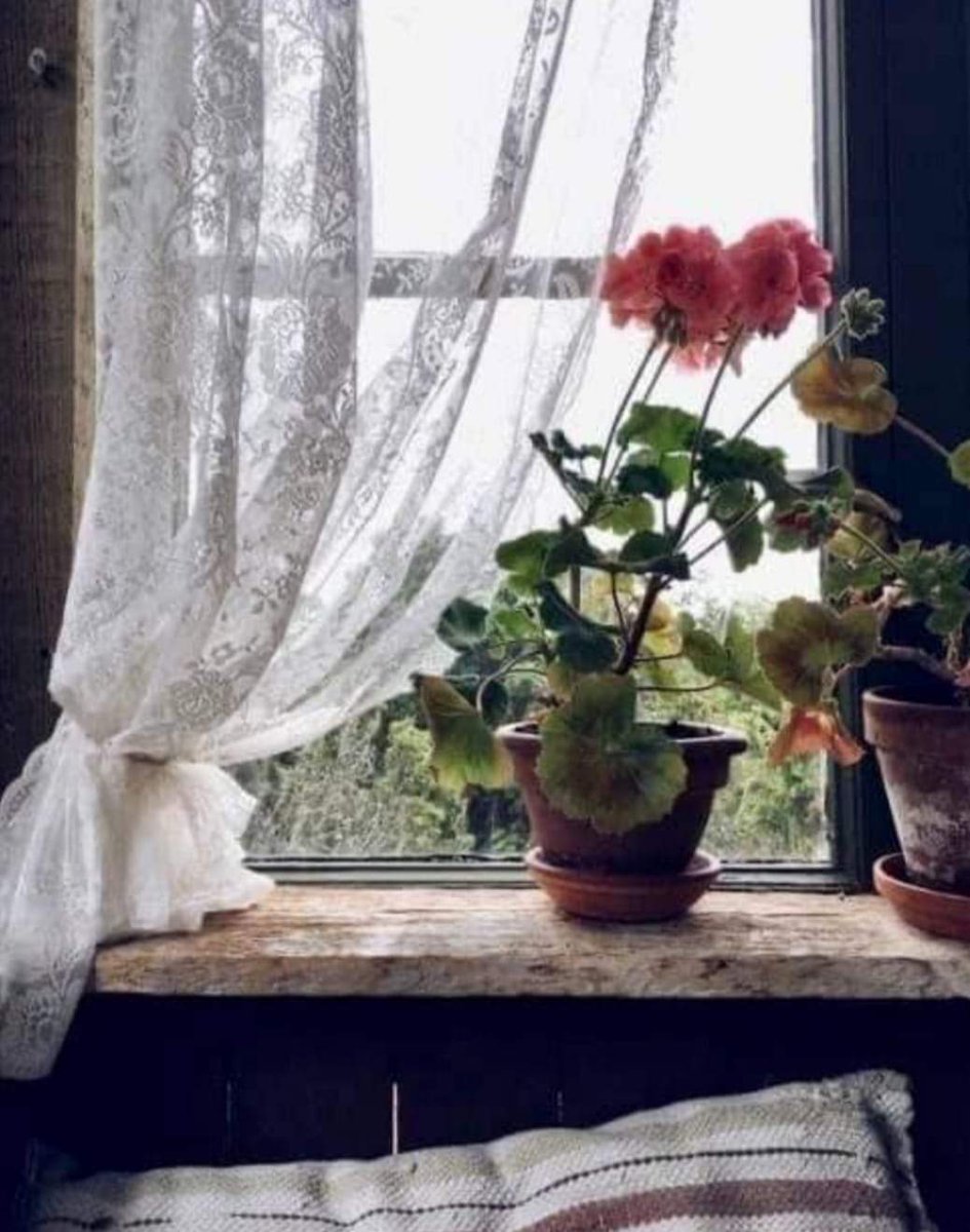 ♫•*¨*•.¸¸ɮօǟ ռօɨȶɛ!! ¸¸.•*¨*•♫♪💐
Eu sempre digo que posso ter uma solidão medonha, mas sempre vou ter um vasinho de flores num canto.
A gente pode "enfeitar" tudo, até a amargura.
🥀
Caio F.  Abreu🌾

#QuintaEsquadraoSDV 
#QuintaLiberdadeNoSDV