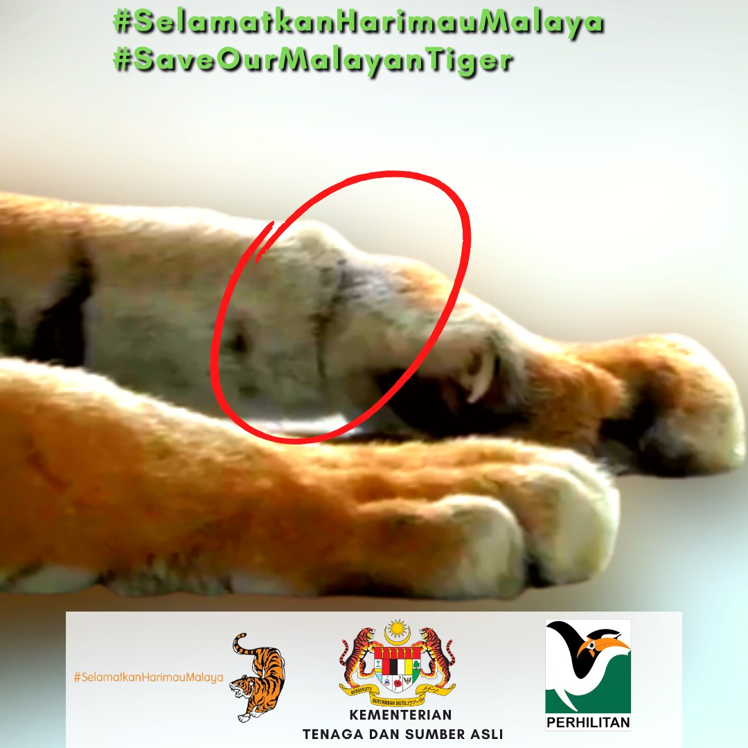 Jerat merupakan salah satu punca pengurangan populasi Harimau Malaya.

Laporkan sebarang jenayah hidupan liar ke Talian Hotline Jabatan PERHILITAN di 1-800-88-5151.

Bersama lindungi Harimau Malaya, khazanah negara daripada diancam kepupusan.

#SaveOurMalayanTiger
